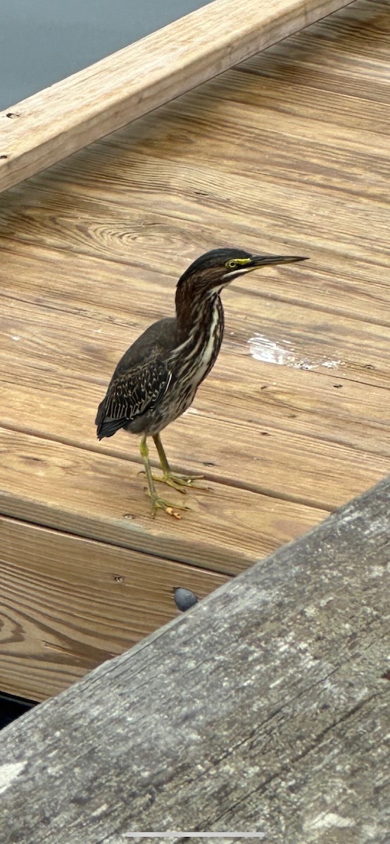 Green Heron - ML608259621