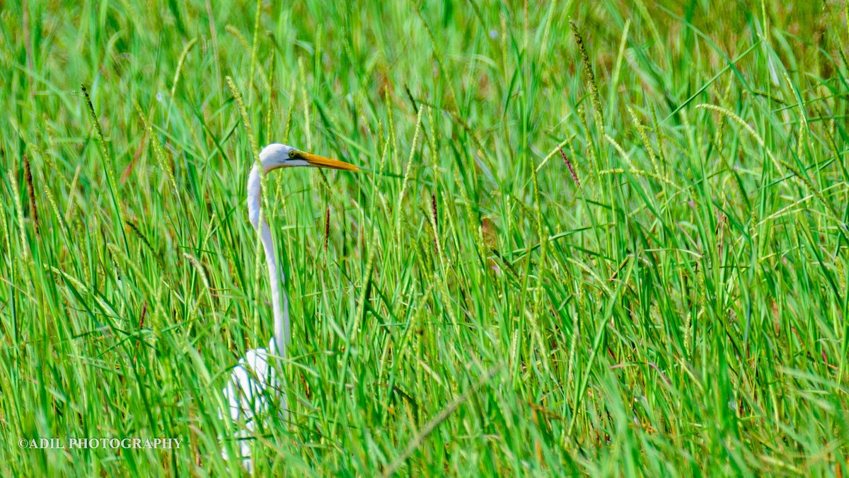 Great Egret - Dr. ADIL A