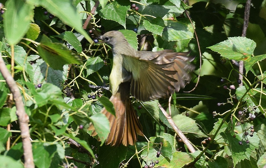 Great Crested Flycatcher - ML608261711