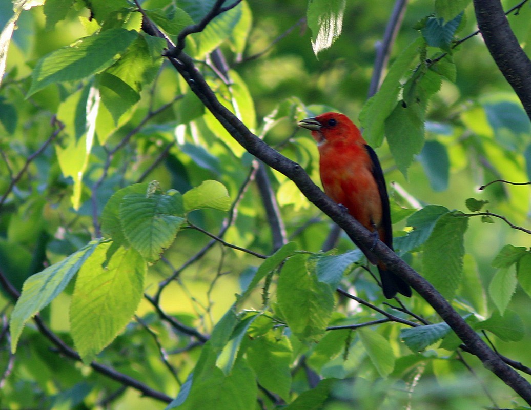 Scarlet Tanager - ML60826181