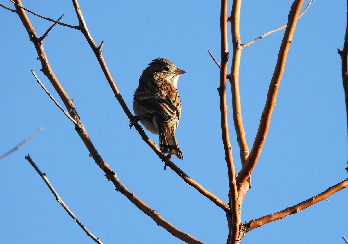 White-crowned Sparrow - Glenn Pannier