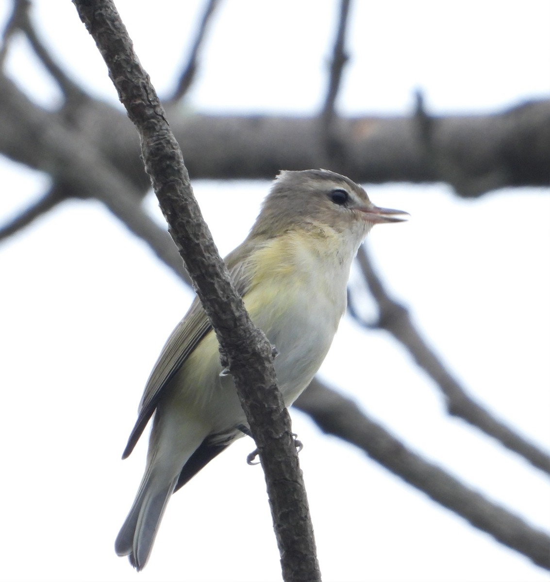 Ötücü Vireo - ML608262434