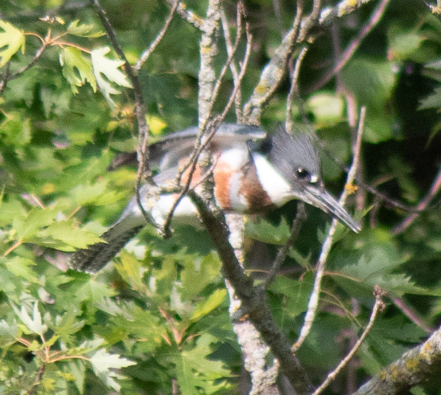 Belted Kingfisher - ML608262605