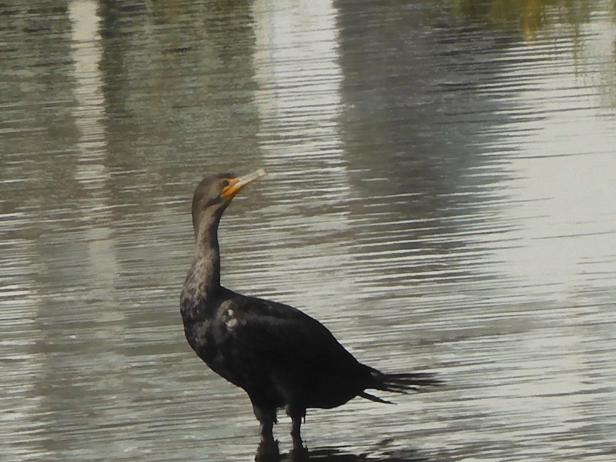Double-crested Cormorant - ML608262677