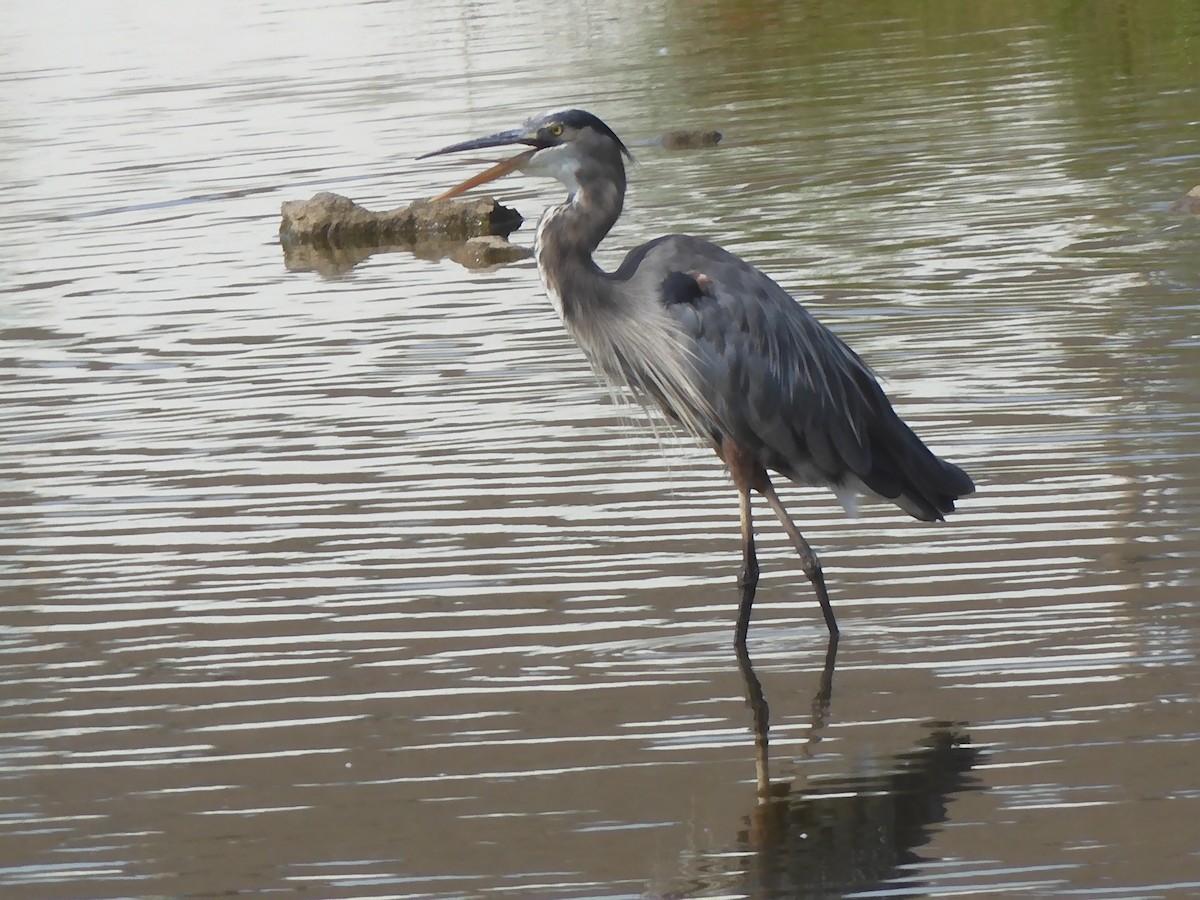 Great Blue Heron - ML608262683