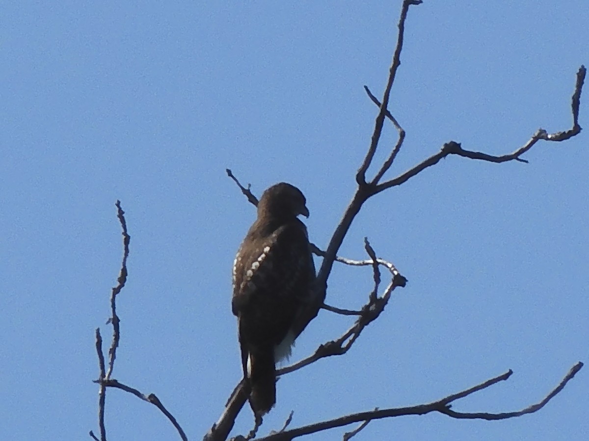 Red-tailed Hawk - ML608262695