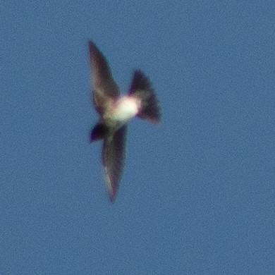 Cliff Swallow - ML608262711