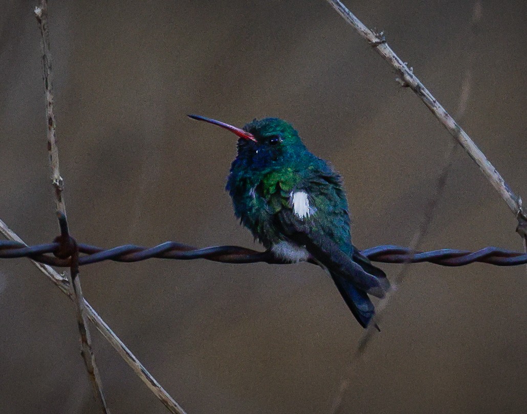 Broad-billed Hummingbird - ML608262761