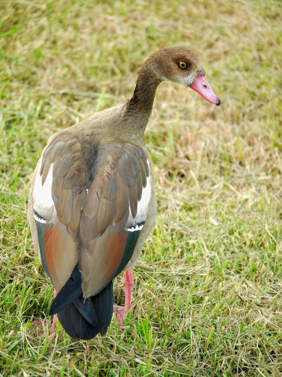 Egyptian Goose - David Diller