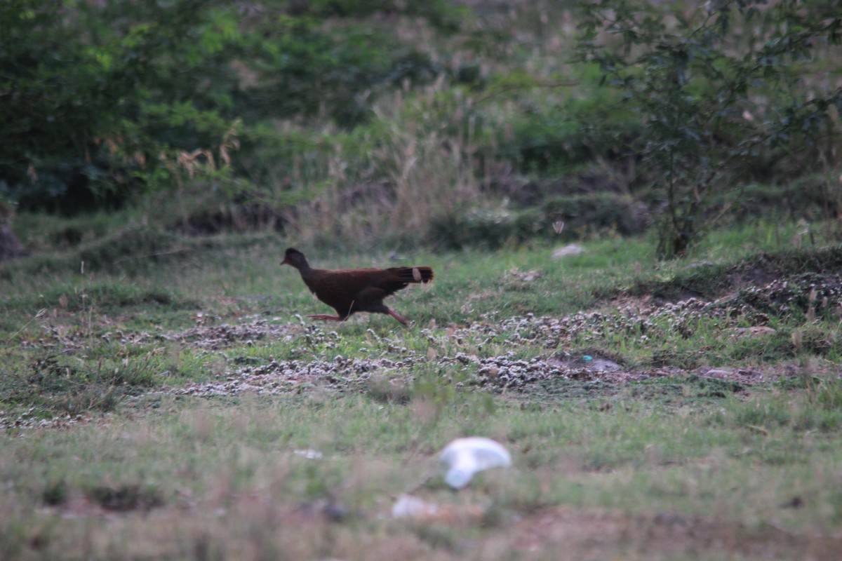 Red Spurfowl - ML608262785