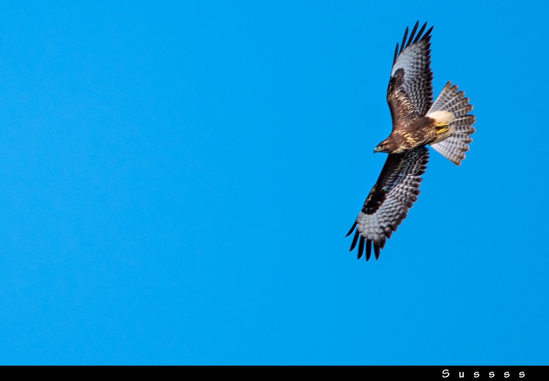 Common Buzzard - ML608262789
