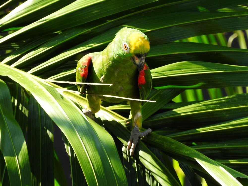 Yellow-crowned Parrot - ML608262799