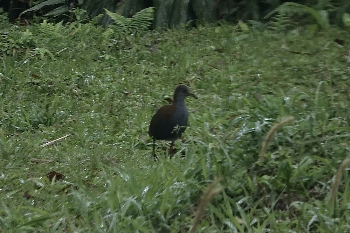 Slaty-breasted Wood-Rail - ML608262810