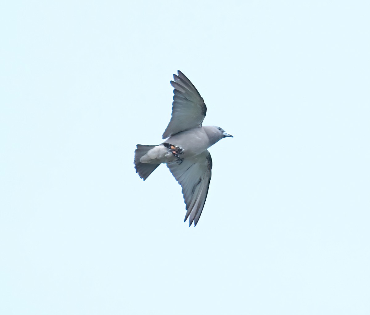 Ashy Woodswallow - ML608262854