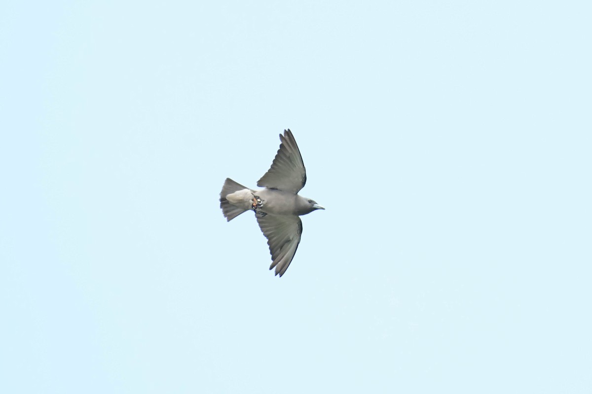 Ashy Woodswallow - ML608262856