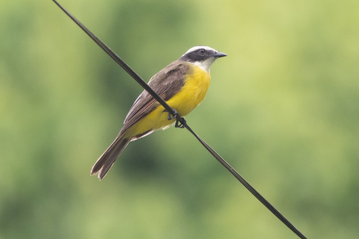 Rusty-margined Flycatcher - ML608262966