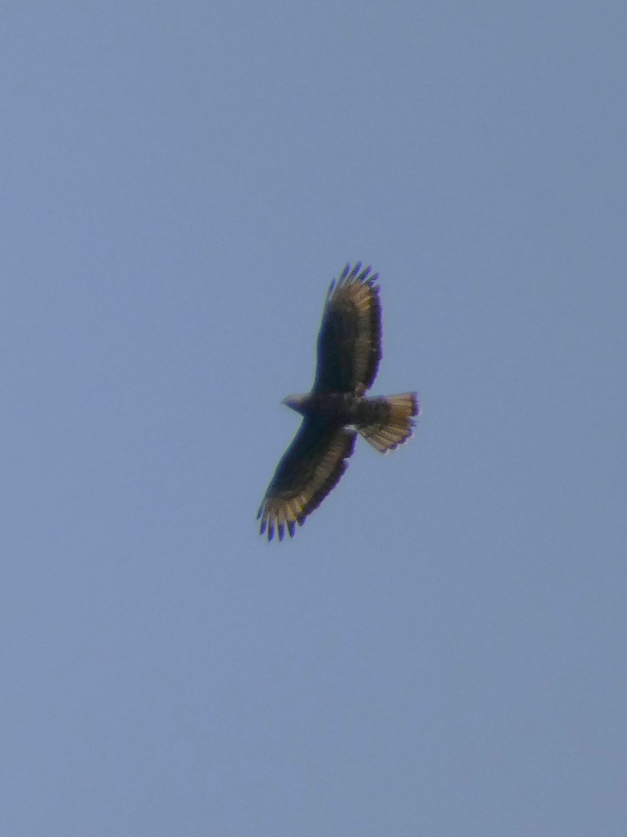 European Honey-buzzard - Frederik Albrecht