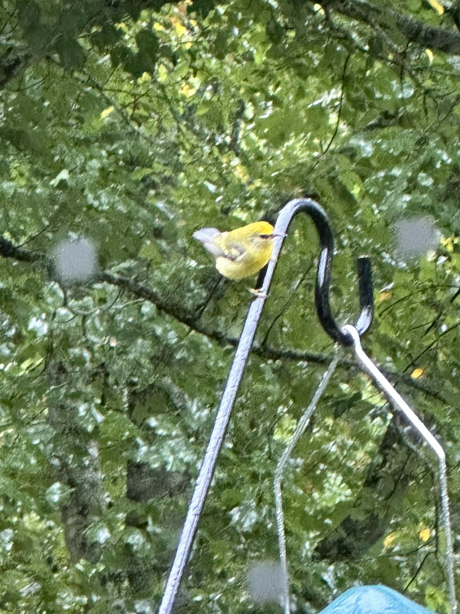 Blue-winged Warbler - Casey Girard