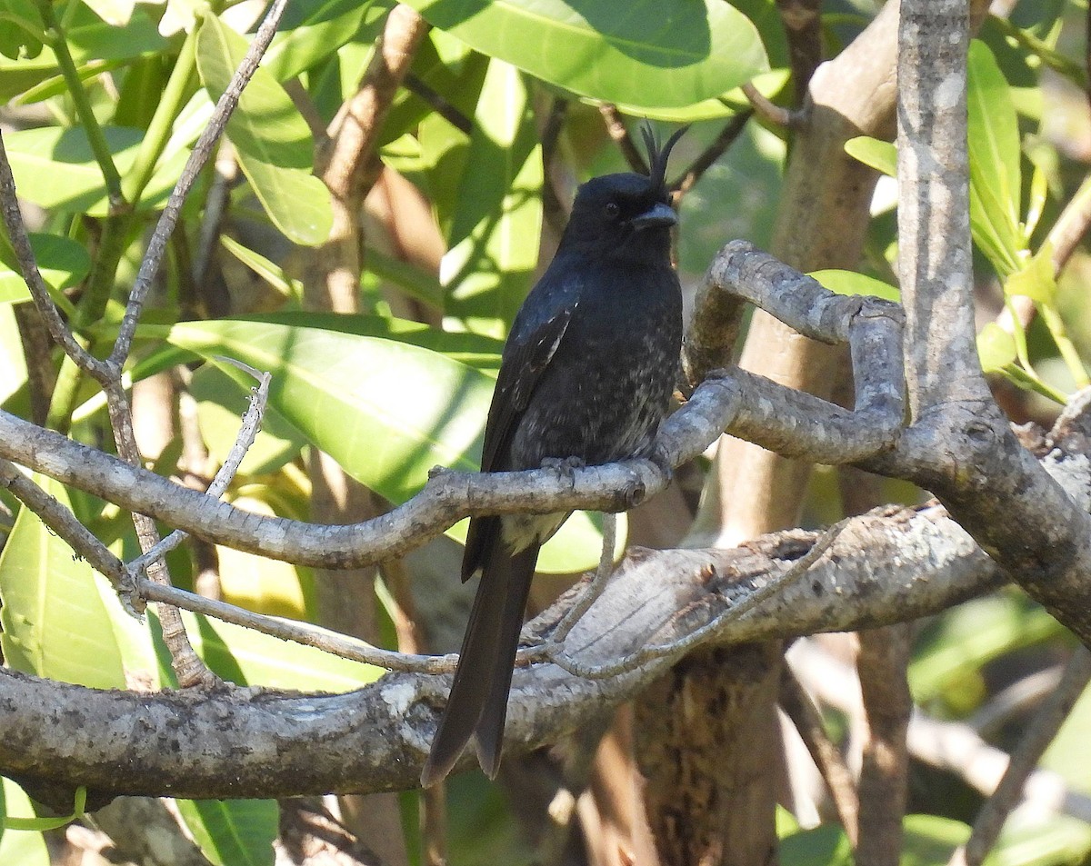 Crested Drongo - ML608263128