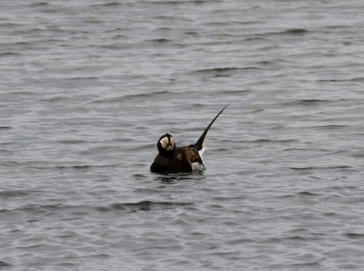 Long-tailed Duck - ML608263209