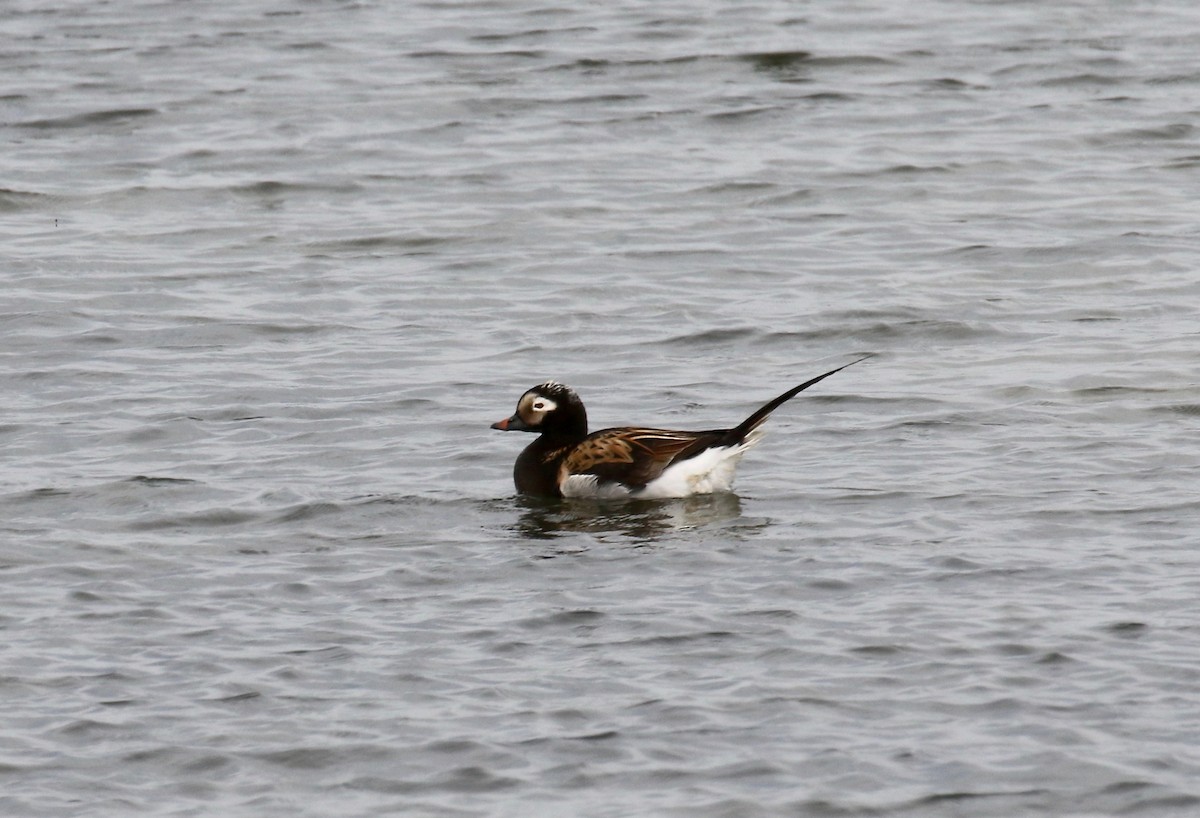 Long-tailed Duck - ML608263210