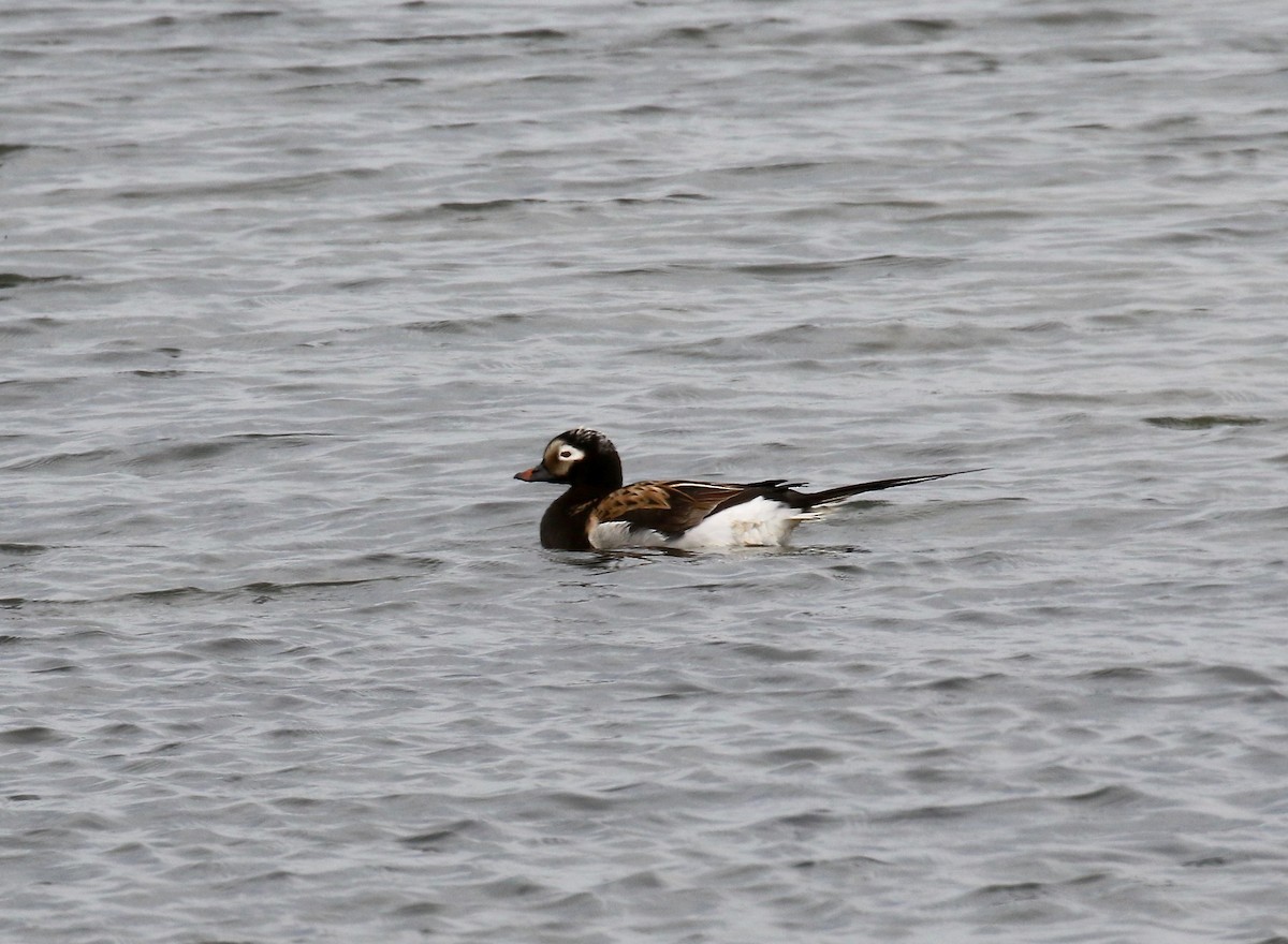 Long-tailed Duck - ML608263214