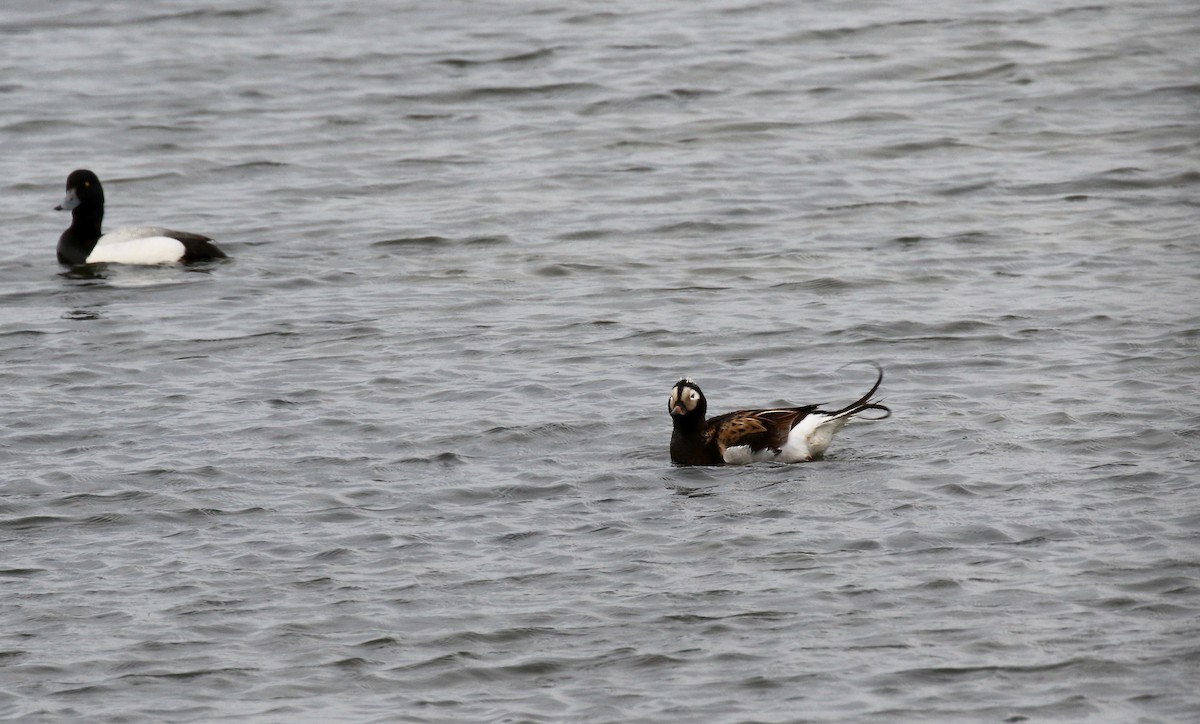 Long-tailed Duck - ML608263218