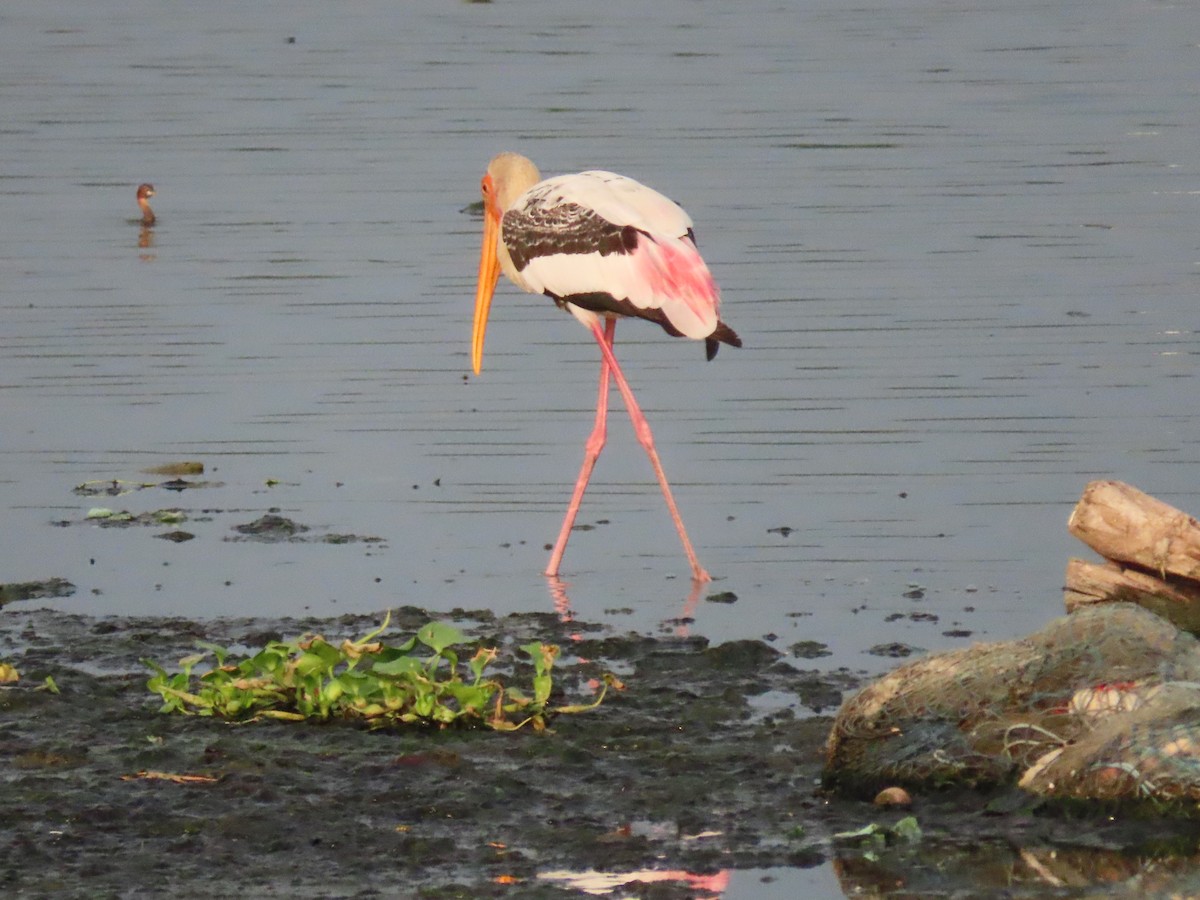 Painted Stork - ML608263276