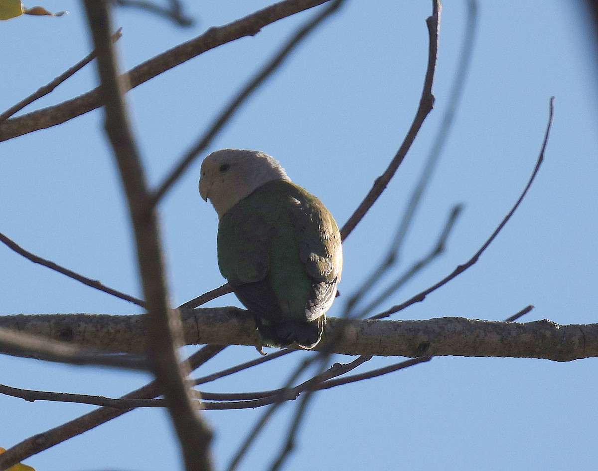 Gray-headed Lovebird - ML608263388