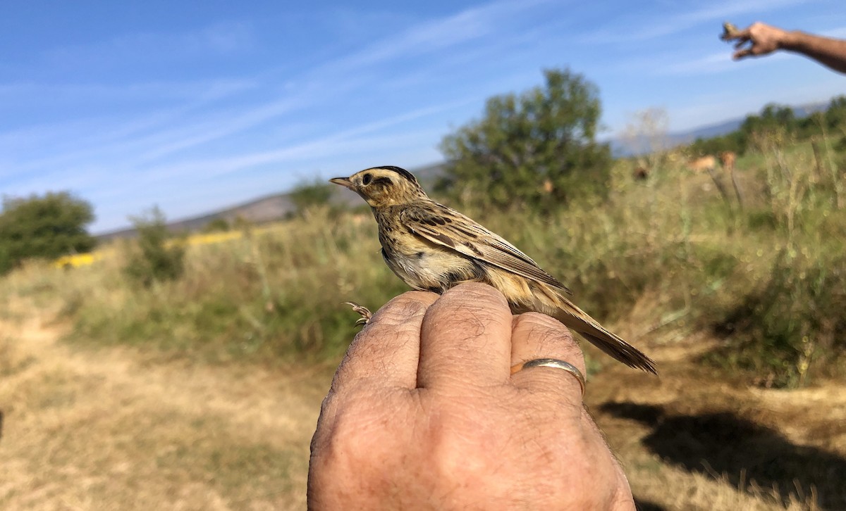 Aquatic Warbler - ML608263443