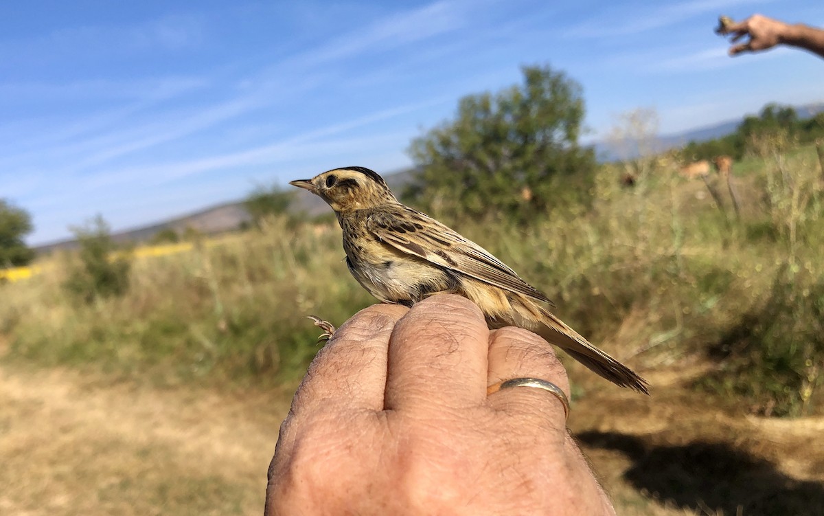 Aquatic Warbler - ML608263444