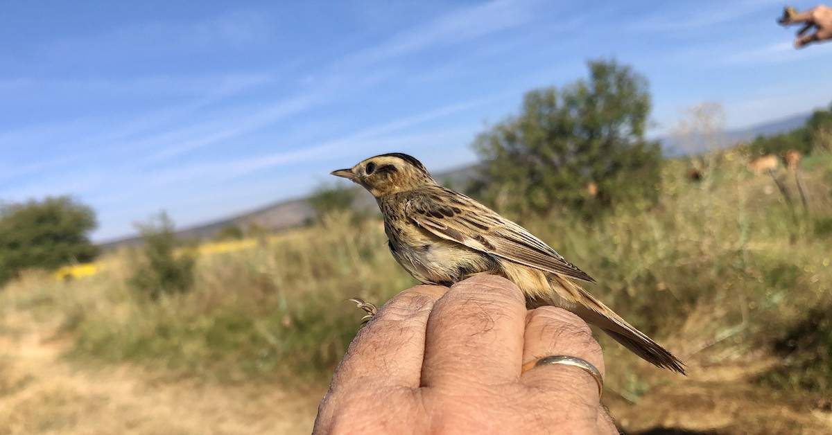 Aquatic Warbler - ML608263445