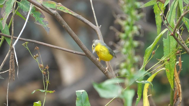 Canada Warbler - ML608263507