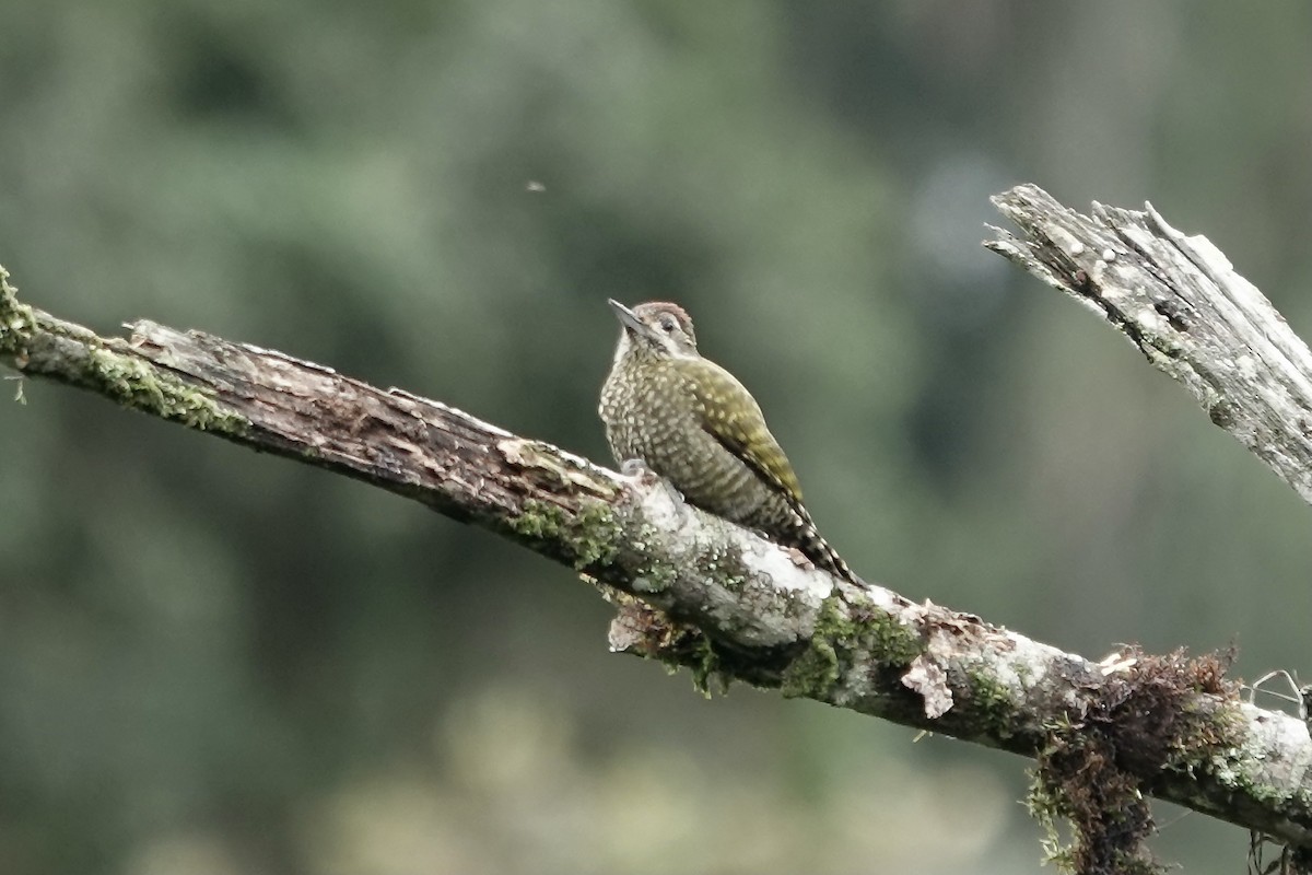 White-spotted Woodpecker - ML608263512