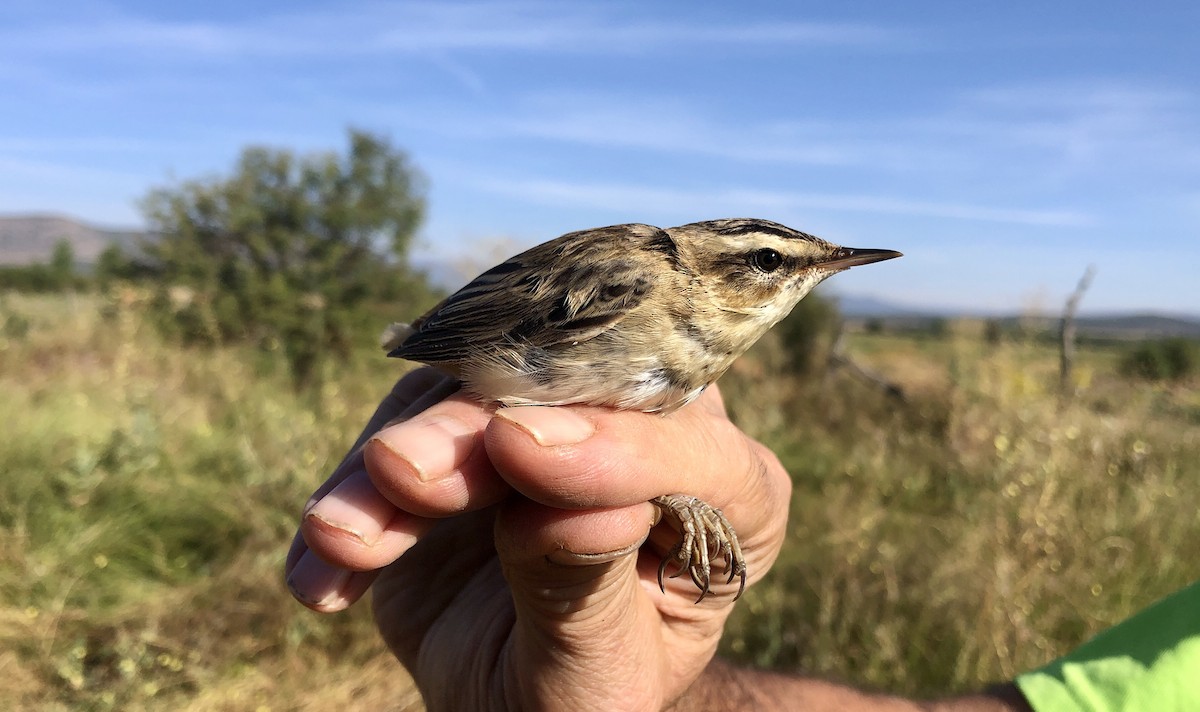 Sedge Warbler - ML608263513