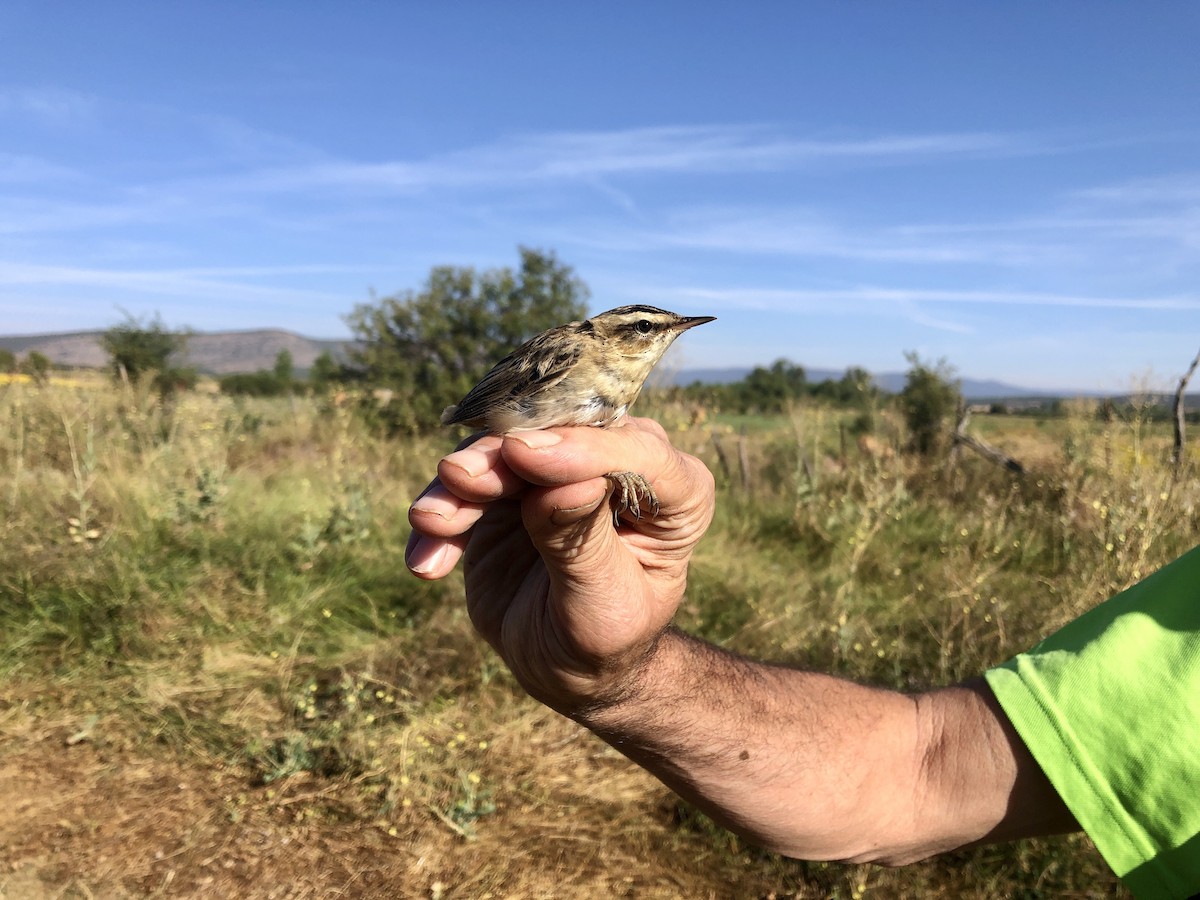 Sedge Warbler - ML608263514