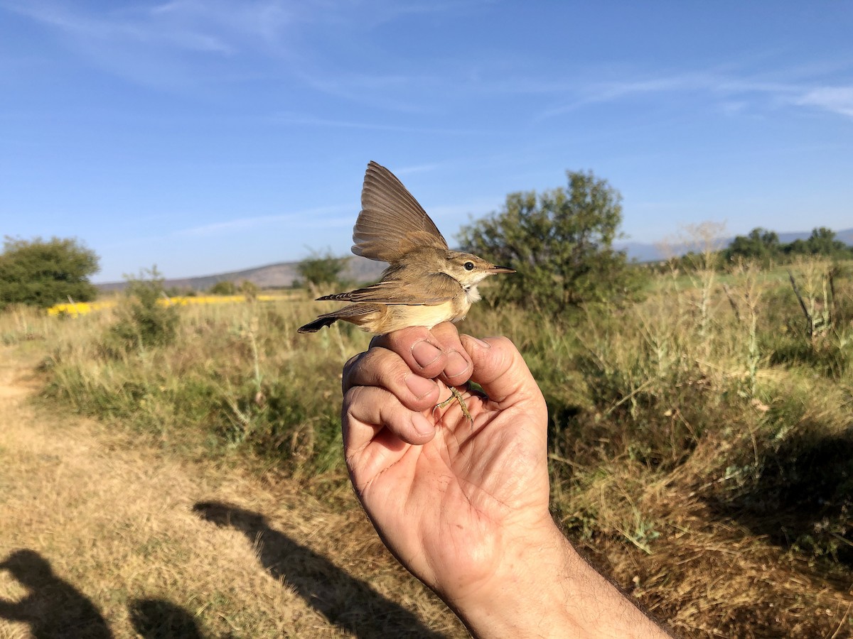 Common Reed Warbler - ML608263521