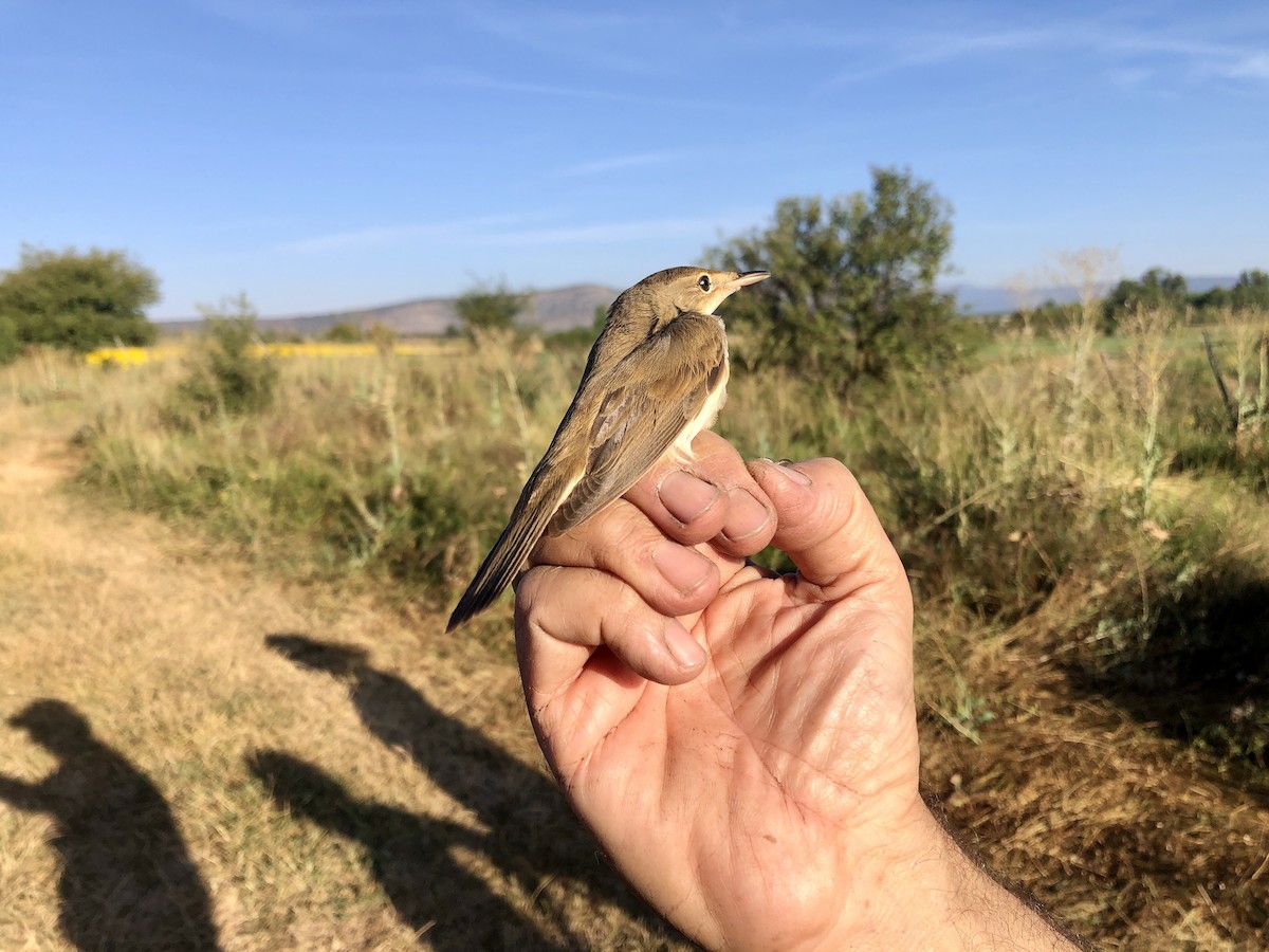 Common Reed Warbler - ML608263522