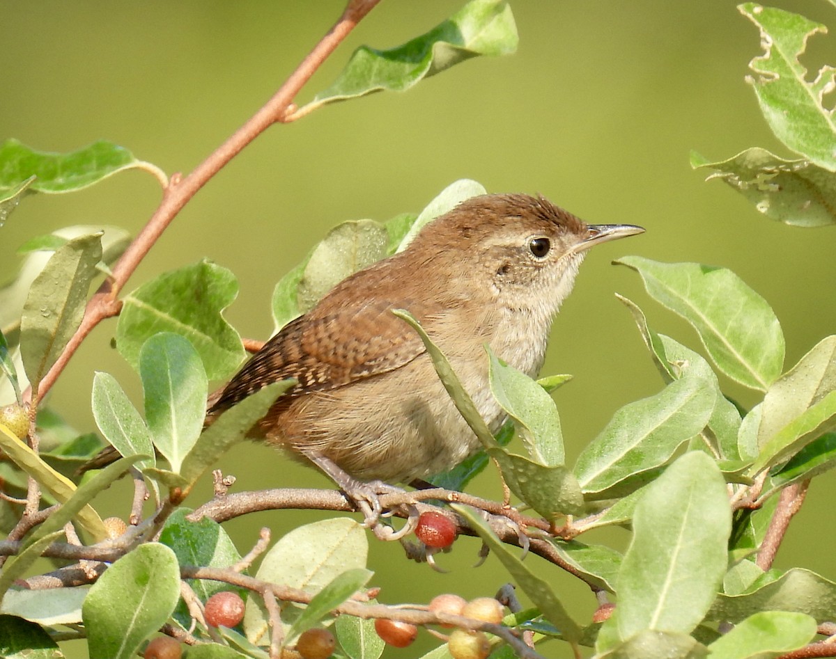 House Wren - ML608263569