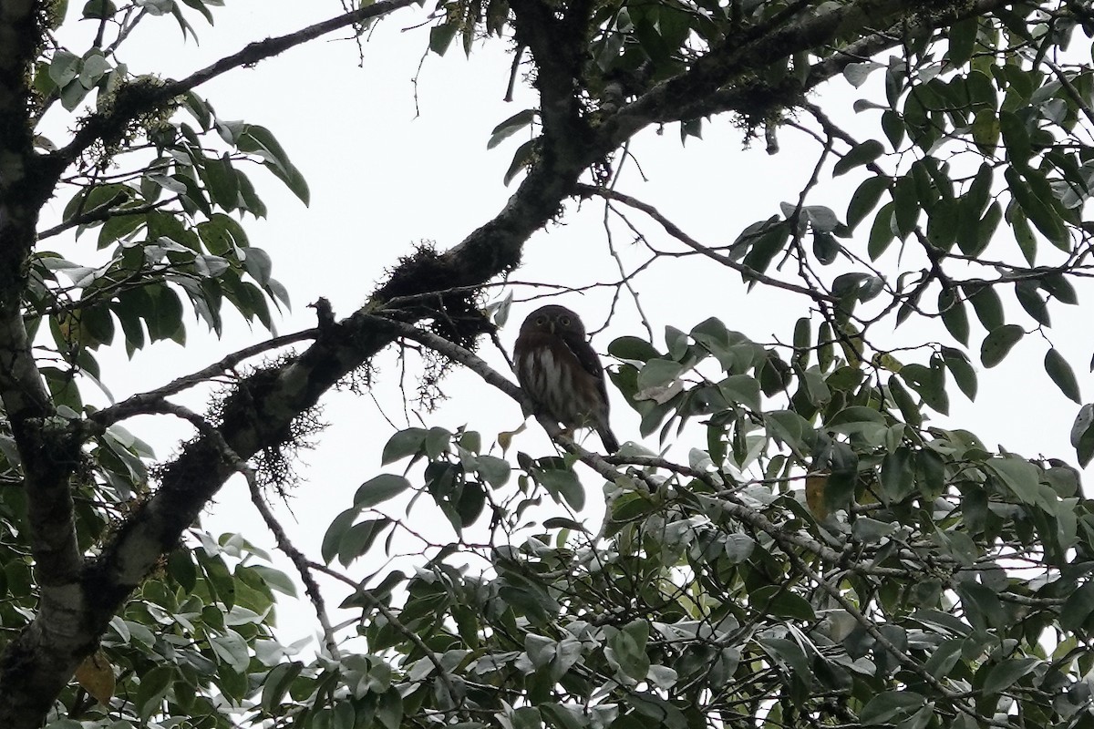 Least Pygmy-Owl - ML608263577