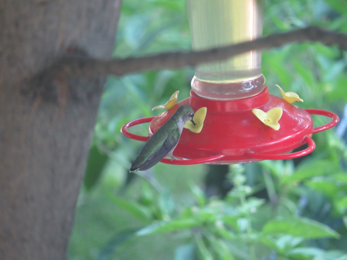Ruby-throated Hummingbird - ML608263648