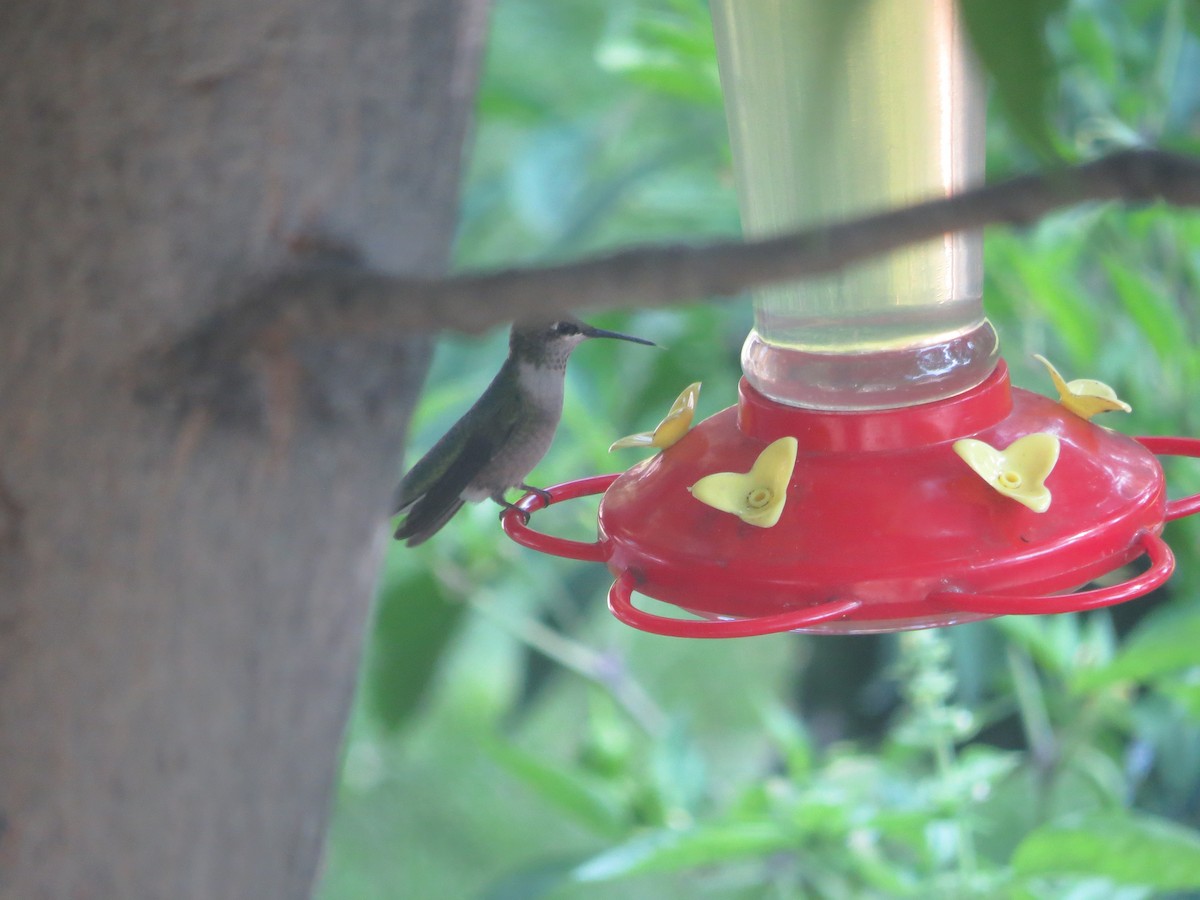 Colibri à gorge rubis - ML608263649