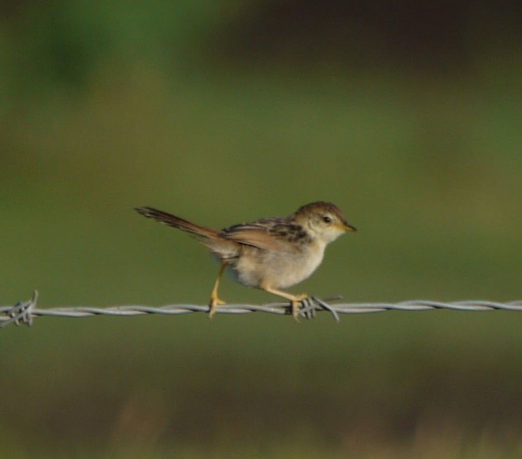 Levaillant's Cisticola - ML608263665