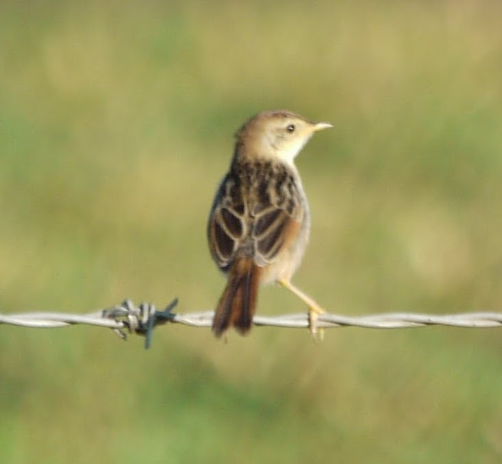 Levaillant's Cisticola - ML608263668