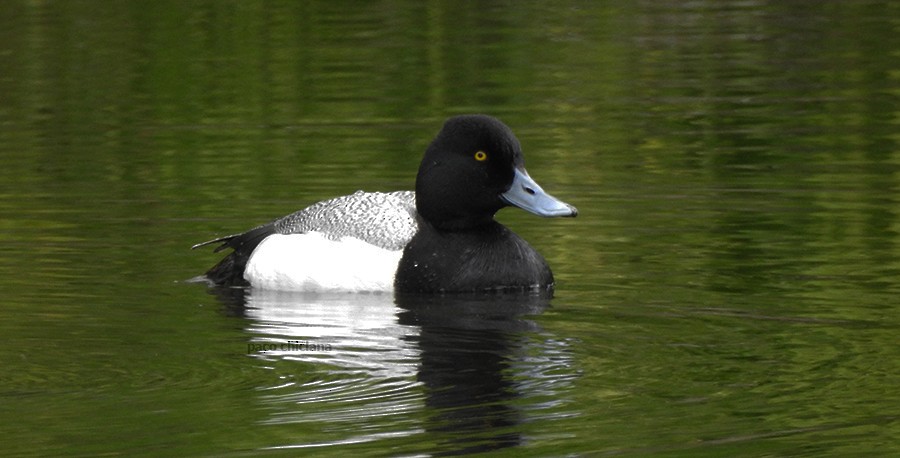 Lesser Scaup - Paco Chiclana