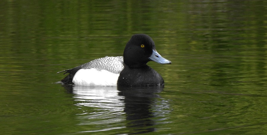 Lesser Scaup - ML608263672