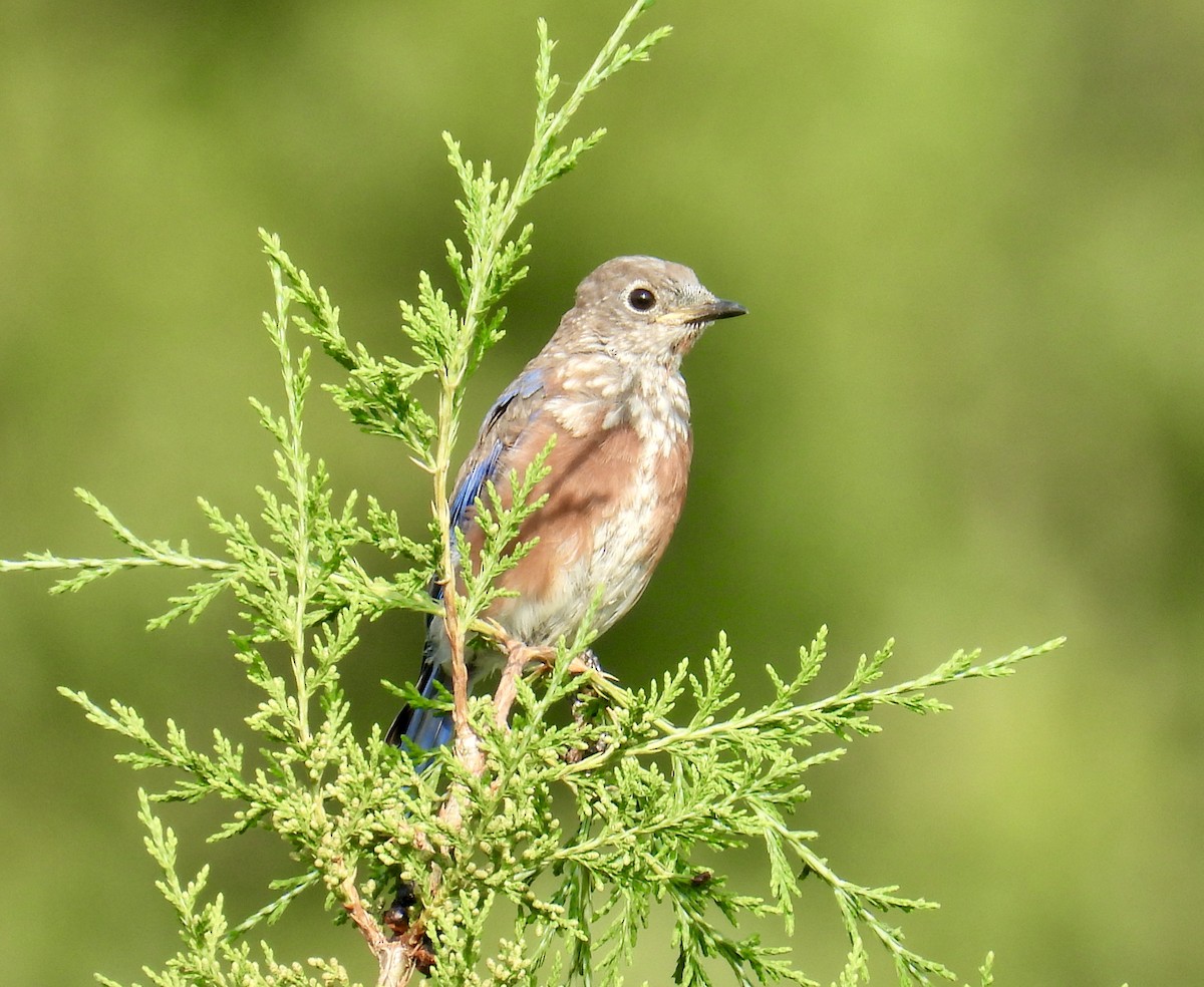 Eastern Bluebird - ML608263682