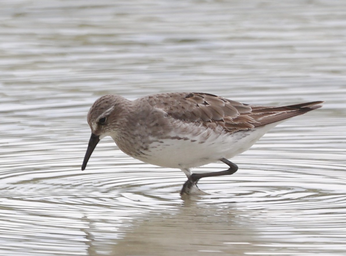 White-rumped Sandpiper - ML608263699