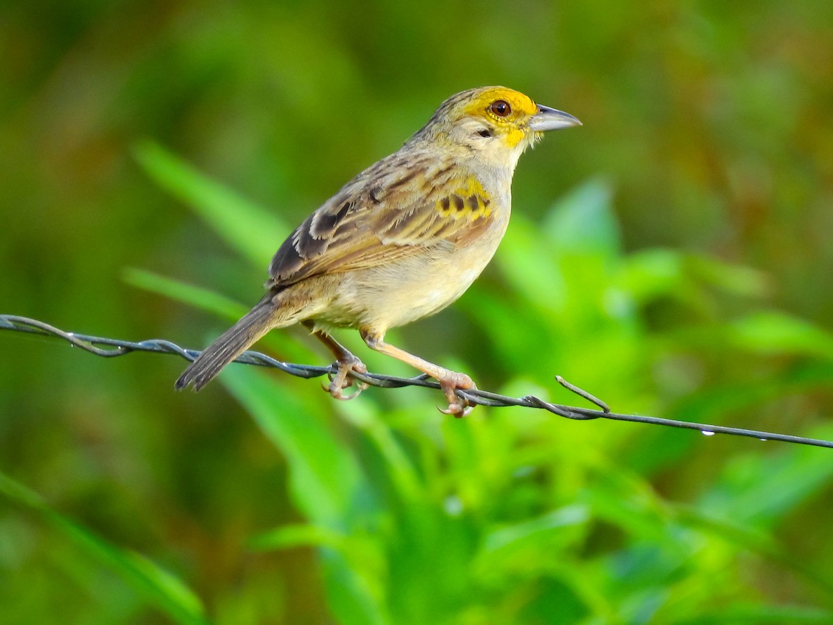 Yellow-browed Sparrow - Andres Mauricio Henao Quintero