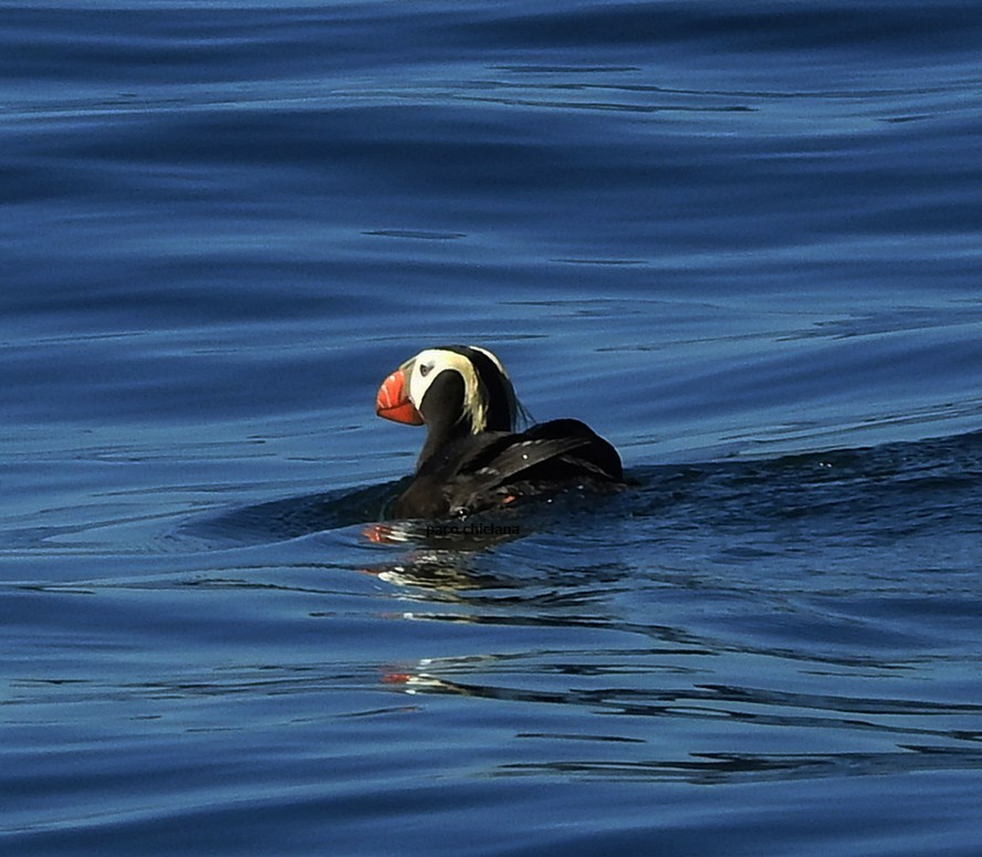 Tufted Puffin - Paco Chiclana